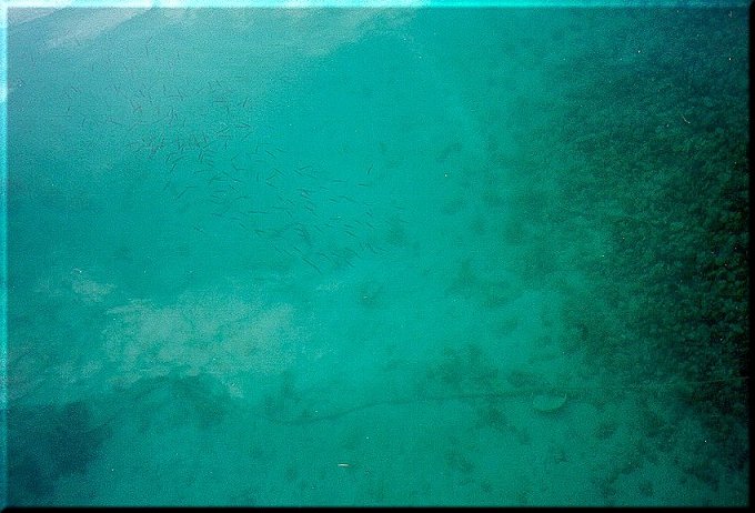 so sieht es unter Wasser aus ber Svrsata